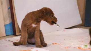 Artistic Irish Terrier Pups  Too Cute [upl. by Enelyar]