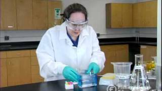 Electrophoresis Basics [upl. by Adalard]