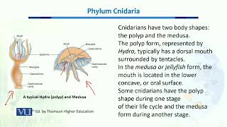 Phylum Cnidaria  Biodiversity amp EvolutionII  BT201Topic035 [upl. by Aliek42]