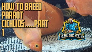 How to breed parrot Cichlids  Part 1 [upl. by Burton]