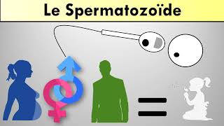 Le spermatozoïde [upl. by Nedmac286]