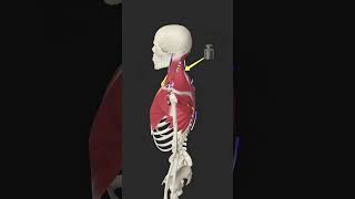 Upper Cross Syndrome anatomy animation personaltrainer neck neckpain [upl. by Naffets426]