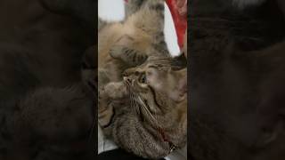 Elegant gnawing hands cat cute catvideos [upl. by Aicemed479]