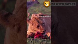 poor lion shorts lionshersherni animals wildlife ytshorts [upl. by Ariek]