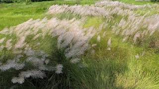 Kashful  Kash ful  Grass  Mahalaya  Durga Puja  Autumn  Saccharum spontaneum  Field  India [upl. by Moyers]