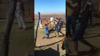 Xhosa stick fighting  Khawuvapha Qula Kwedini  kuMakutywa ilali kuTsolo [upl. by Seavey]