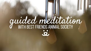 10Minute Guided Meditation  Grieving the Loss of a Pet [upl. by Ahsats]