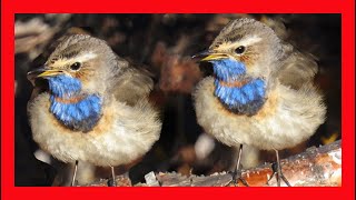 Bluethroat Song Bluethroat Call  Bluethroat Sound Bluethroat  Pechiazul Canto Luscinia Svecica [upl. by Tedra]