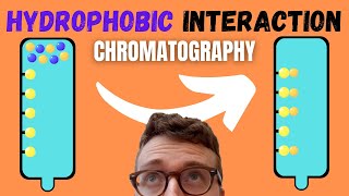 5 Steps of Hydrophobic Interaction Chromatography HIC [upl. by Nnylyram]