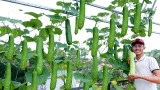 Tips for Growing Organic Bottle Gourd in plastic bottles at Home for many fruits [upl. by Morten]