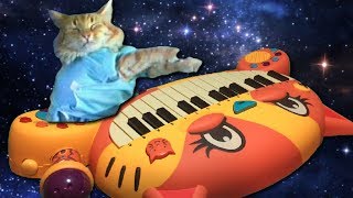 KEYBOARD CAT ON CAT PIANO [upl. by Auburta]