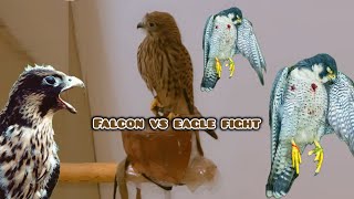 Eagle vs falcon Fight [upl. by Eiramoj]