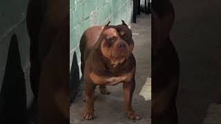 Malbec is the best XL on the planet bullybreed bullynation shortsvideo viralshort youtube [upl. by Ydnim]