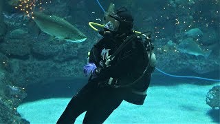 North Carolina Aquarium at Fort Fisher  Kure Beach NC [upl. by Hahnke241]