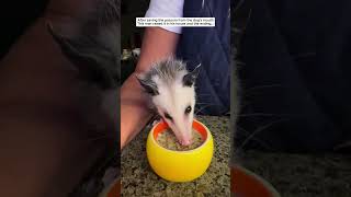 Cute baby opossum opossum possum short [upl. by Trembly]