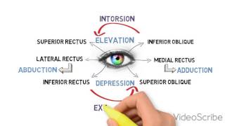 EXTRAOCULAR MOTILITY TEST BINOCULAR VISION [upl. by Terris]