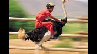 Guy Rides Ostrich With Donkey Kong Music [upl. by Curhan]