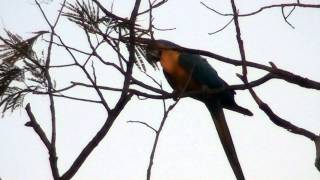 BLUEANDYELLOW MACAW sounds ARAARARAUNA ARARACANINDÉ ARAARAUNA [upl. by Lefty683]