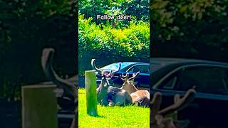 Wonderful Fallow deer sitting and chilling 🫎 nature fallowdeer bucks [upl. by Loats]