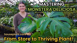 How To Shop amp Care For MONSTERA DELICIOSA  Plant Care Light Repot Soil Water Houseplant Care 101 [upl. by Ribble313]