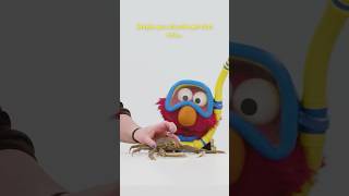 Elmo Meets Crabs 🦀🦀 sesamestreet [upl. by Chelsey]