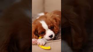 10 Fun Facts About Cavalier King Charles spaniels [upl. by Lenz]