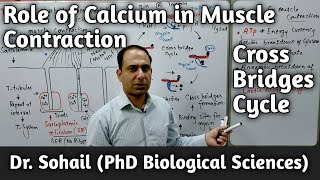 Role of calcium in muscle contraction  Cross bridges cycle  12th Biology  MDCAT Biology  Urdu [upl. by Juta]