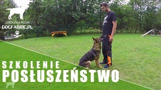 Szkolenie posłuszeństwo psa  Jak wygląda w szkole dogfabricpl [upl. by Ellennej]