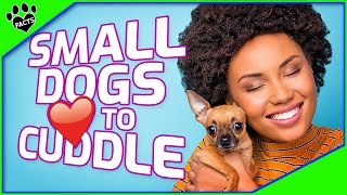 Top 10 Small Dogs That Love to Cuddle  Most Affectionate Small Dog Breeds [upl. by Finstad855]