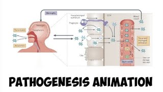 Pathogenesis of Neisseria meningitidis  simplified version [upl. by Farica]