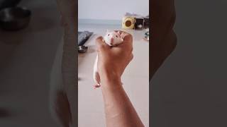 quotMouses Reaction to Being Held How Dare You Human 🐭😡😑quot whitemousesassymouse [upl. by Vipul]