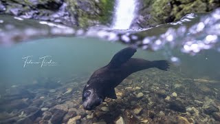 The Playground Seal Pups [upl. by Led]