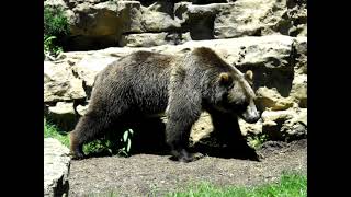 Ursus arctos horribilis —Гризлі  grizzly bear [upl. by Eddina]