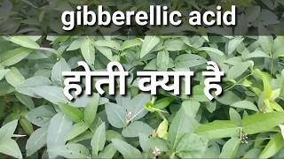 जिब्रेअलिक एसिड हॉर्मोन के बारे में संपूर्ण जानकारी ।Gibberellic acid plants compelet information [upl. by Hcir719]