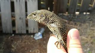 Big male green ameiva [upl. by Drapehs]