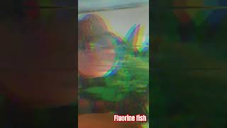 Fluorine fish 🐠🐋🐟🐠🐋🐟🐠🐋🐟🐠🐋🐟🐠🐋🐟🐠🐋🐟 trending youtubeshorts fish fishlovers explorepageviral vira [upl. by Jarietta139]