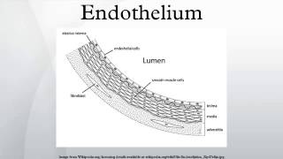 Endothelium [upl. by Nylevol]