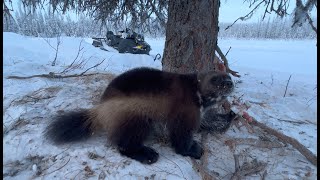 Wolverine Trapping Alaska 2024 [upl. by Lita412]