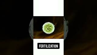 Fertilization newvideo viralnursing how to process fetus nursing newviral videoout now2024 1 [upl. by Ancel]