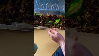 How To Make A Propagation Box For FREE [upl. by Ayak]