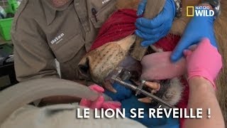 Le lion se réveille [upl. by Emyle]