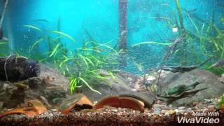 29Gallon USNative Fishes Stream Tank [upl. by Uttica231]