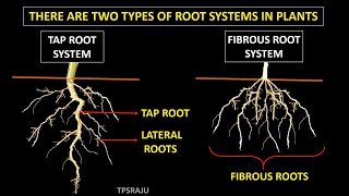 6th science 2nd lesson  part  2 TAP ROOT SYSTEM  FIBROUS ROOT SYSTEM [upl. by Lindi]