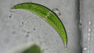 Crescent Shaped Algae Closterium moniliferum [upl. by Dihsar198]