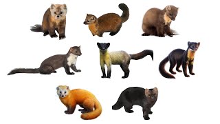 Types Of Martens  8 Species Of Martens martens [upl. by Eilrebmik]