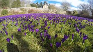 Crocuses at Wallington National Trust [upl. by Dav]