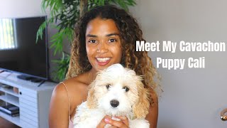 I got a puppy Meet my Cavachon Puppy Cali [upl. by Wooldridge]