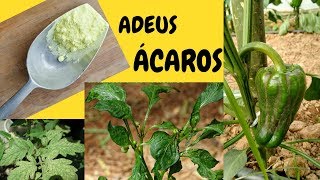 Pó Mágico Acaba com Ácaros e Fungos nas Plantas [upl. by Alleirbag]