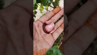 ✅How😱 to Grow and Care for Jasmine Mogra Chameli at HomequotquotStepbyStep Guide to organicgardening [upl. by Akinet]