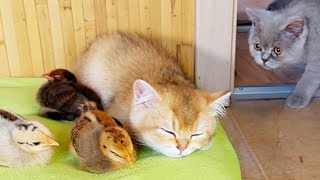 The most tender moments in the life of kittens and chicks Collection [upl. by Olifoet104]